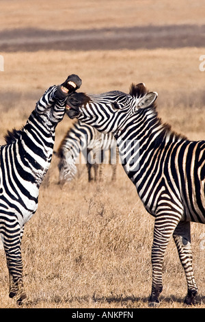 Libre de deux étalons le zèbre de Burchell (Equus quagga) combats, le cratère du Ngorongoro, Tanzanie Afrique de l'Est 2007 Banque D'Images