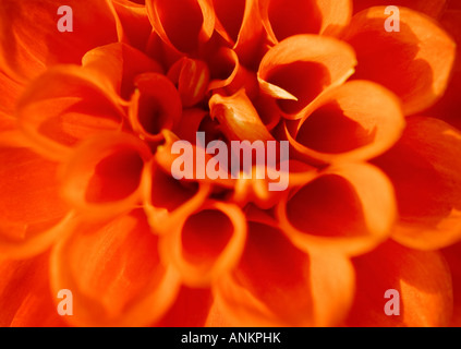 Gros plan d'une fleur Dahlia orange vif Banque D'Images