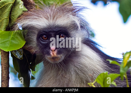 Libre de Kirks Singe Colobus rouge, Piliocolobus Procolobus dans le parc national de Jozani et de la baie, la Tanzanie, Zanzibar Banque D'Images