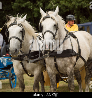 Country Show Hatfield Banque D'Images