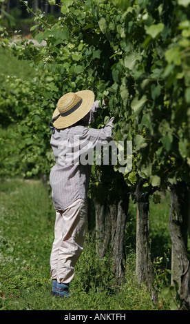 Femme de ferme dans un vignoble Espagne Banque D'Images