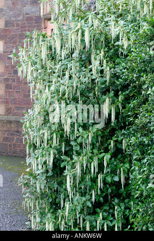 GARRYA ELLIPTICA BLOOMING CONTRE UN MUR FAISANT FACE AU NORD AU DÉBUT DE JANVIER Banque D'Images