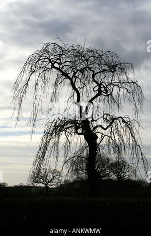 FRAXINUS EXCELSIOR PENDULA EN HIVER Banque D'Images