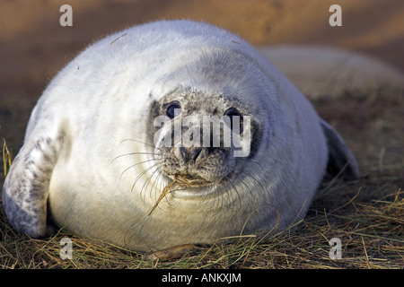 Gros bébé phoque sur la plage de Donna Nook à la caméra en Banque D'Images