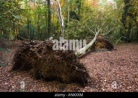 Hêtre arbres déracinés en cas de conditions météorologiques, Cotswold communes et de hêtres, Cranham, Gloucestershire, Royaume-Uni Banque D'Images
