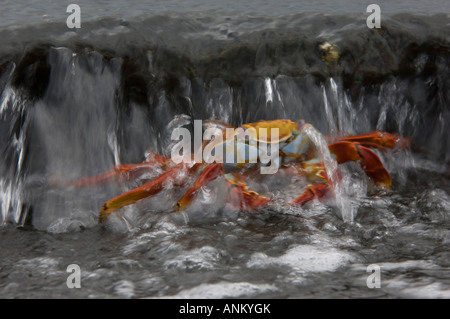 Sally Lightfoot Crab (Grapsus grapsus) touché par une vague et couverte d'eau. Îles Galapagos, Equateur Banque D'Images