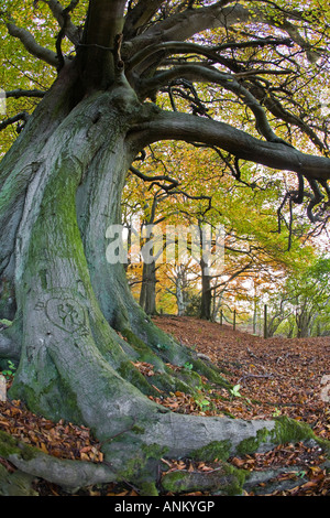 Les Hêtres antiques sur le Cotswold Way, Crickley Hill Country Park, Gloucestershire, Royaume-Uni Banque D'Images