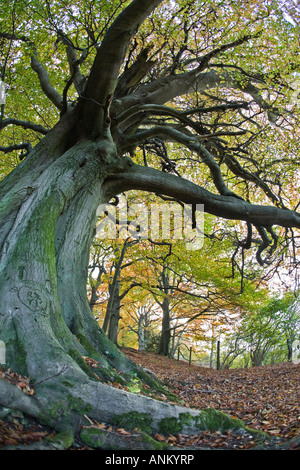 Les Hêtres antiques sur le Cotswold Way, Crickley Hill Country Park, Gloucestershire, Royaume-Uni Banque D'Images