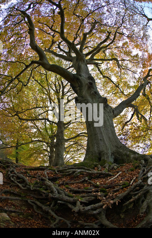 Les Hêtres antiques sur le Cotswold Way, Crickley Hill Country Park, Gloucestershire, Royaume-Uni Banque D'Images