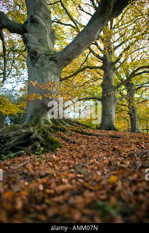 Les Hêtres antiques sur le Cotswold Way, Crickley Hill Country Park, Gloucestershire, Royaume-Uni Banque D'Images