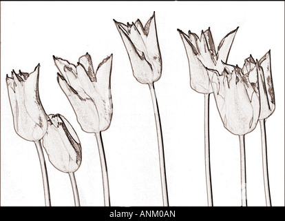 Graphic noir et blanc tulipes art 7 Banque D'Images