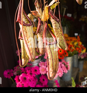 En dehors de la Sarracénie florist à Londres Borough Market Banque D'Images