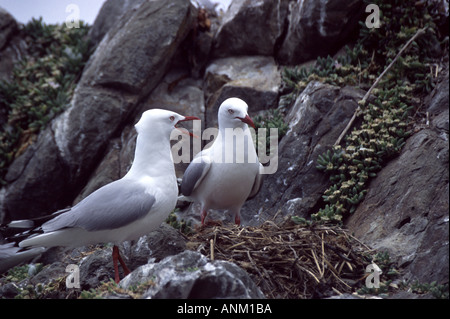 Red bec cerclé (Larus novaehollandiae) Banque D'Images