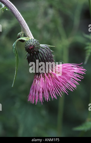 Melancholy thistle. (Cirsium heterophyllum) Banque D'Images