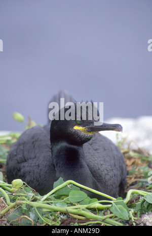 Shag (Phalacrocorax aristotelis) incubation des œufs sur sa falaise mer nid. GBI 2045-75 Banque D'Images