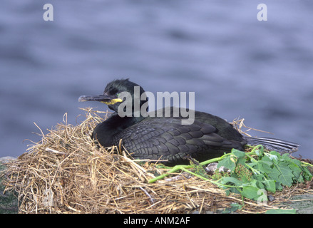 Shag Shag (Phalacrocorax aristotelis) incubation des œufs sur sa falaise mer nid. GBI 2046-75 Banque D'Images