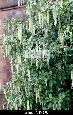 GARRYA ELLIPTICA BLOOMING CONTRE UN MUR FAISANT FACE AU NORD AU DÉBUT DE JANVIER Banque D'Images