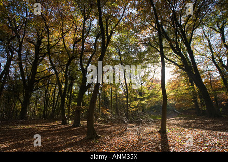 Bois de hêtre ancienne en couleurs automnales sur le Cotswold Way, Standish Woods, Gloucestershire, Royaume-Uni Banque D'Images