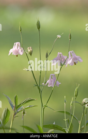 Columbine européenne en juillet. Banque D'Images