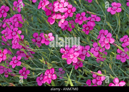 Rose de jeune fille en fleurs jardin. Nom scientifique : Dianthus deltoides Banque D'Images