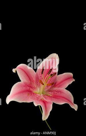 Seul coloré hybride rose lily lilium stargazer bloom fleurs sur fond noir Banque D'Images