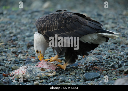 Pygargue à tête blanche se nourrit de carcasses de saumon à donné naissance au bord du creek Victoria British Columbia Canada Banque D'Images