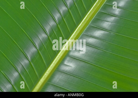 Grande feuille de palmier vert dans la forêt Banque D'Images