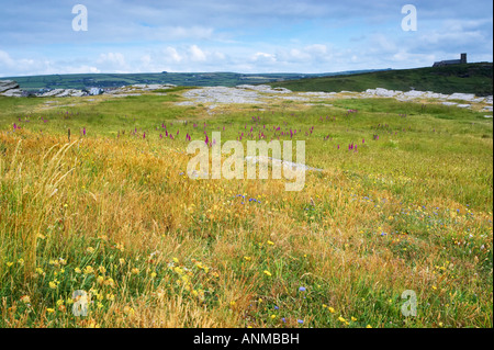 Les fleurs sauvages qui poussent sur les falaises de la côte nord des Cornouailles près de Château de Tintagel. Tintagel, en Cornouailles. Banque D'Images