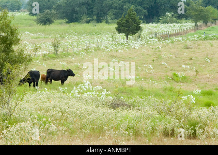 Brenham Texas vaches dans les pâturages Banque D'Images