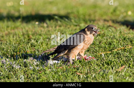Un Hobby (Falco longipennis) se nourrissant d'un pigeon. Le lac Monger, Perth, Australie occidentale Banque D'Images