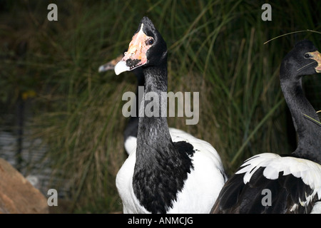 Pied/Goose Magpie - Anseranas semipalmata Banque D'Images