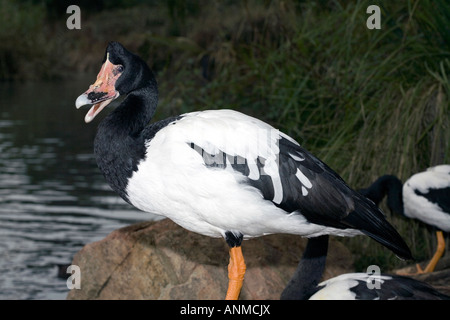 Pied/Goose Magpie - Anseranas semipalmata Banque D'Images