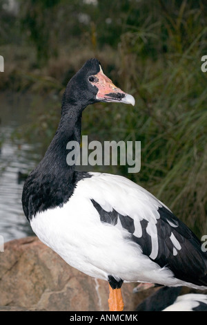 Pied/Goose Magpie - Anseranas semipalmata Banque D'Images