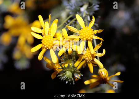 Raisinbush-Euryops Outeniqua virgineus- famille Asteraceae Banque D'Images