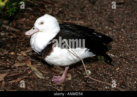 Tadorne Radjah australienne/Red-Backed Tadorne Radjah/Canard Burdekin- Tadorna radjah rufitergum-Famille Tadorninae Banque D'Images