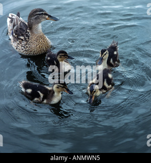 Canard colvert femelle avec quatre canetons Banque D'Images