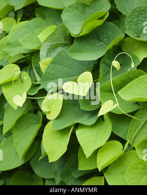 Close up de feuilles en forme de cœur, Maine, United States Banque D'Images