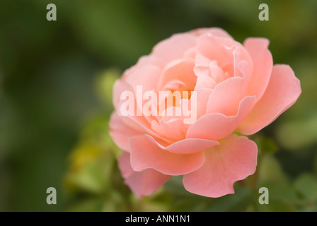 Rose de couleur pêche Banque D'Images