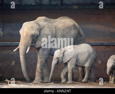 0075 éléphants africains Banque D'Images