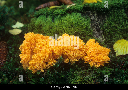 Orange Corail Champignons / Ramaria largentii Banque D'Images