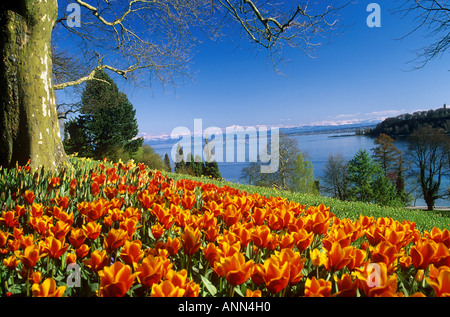 Avec champ de tulipes : île de Mainau Banque D'Images