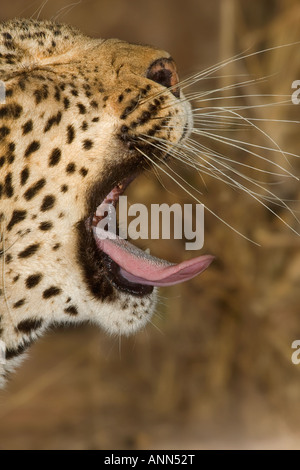 Leopard bâillement, Parc National Kruger, Afrique du Sud Banque D'Images