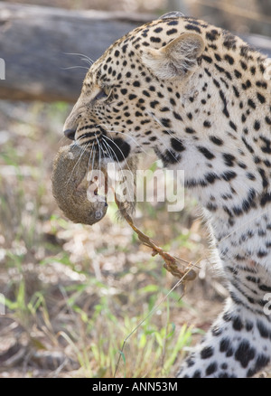 Leopard avec de la nourriture dans la bouche, Parc National Kruger, Afrique du Sud Banque D'Images