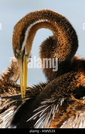 Le dard de l'Afrique, des plumes nettoyage Marievale Bird Sanctuary, Afrique du Sud Banque D'Images