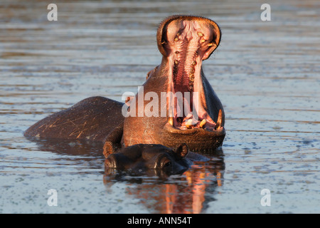 Hippopotames dans l'eau, Parc National Kruger, Afrique du Sud Banque D'Images