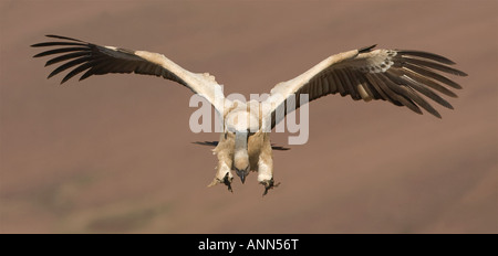 Le vautour fauve, chaîne de montagnes du Drakensberg, Afrique du Sud Banque D'Images