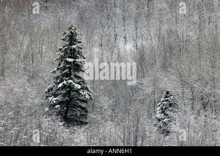 Fine couche de neige sur les sapins bouleaux et trembles sur colline Grand Sudbury (Ontario) Banque D'Images