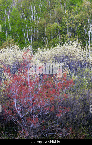 L'érable rouge et de fleurs de cerisier de printemps avec des trembles Grand Sudbury (Ontario) Banque D'Images