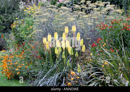 La frontière chaude à Holbrook jardin pendant août et montrant Heleniums Kniphofia Shining Sceptre et fenouil Bronze Banque D'Images