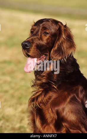 Setter Irlandais rouge - portrait Banque D'Images